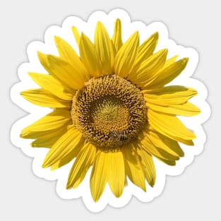 Sunflower with Bee Sticker